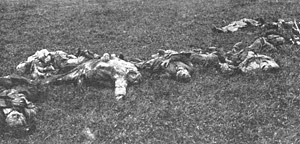 Photograph of dead bodies